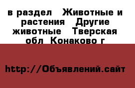  в раздел : Животные и растения » Другие животные . Тверская обл.,Конаково г.